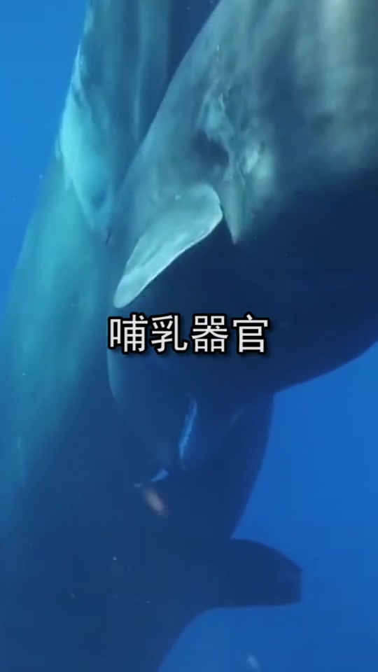 鲸鱼是哺乳动物,那么他在水中是如果喂养小鲸鱼的呢