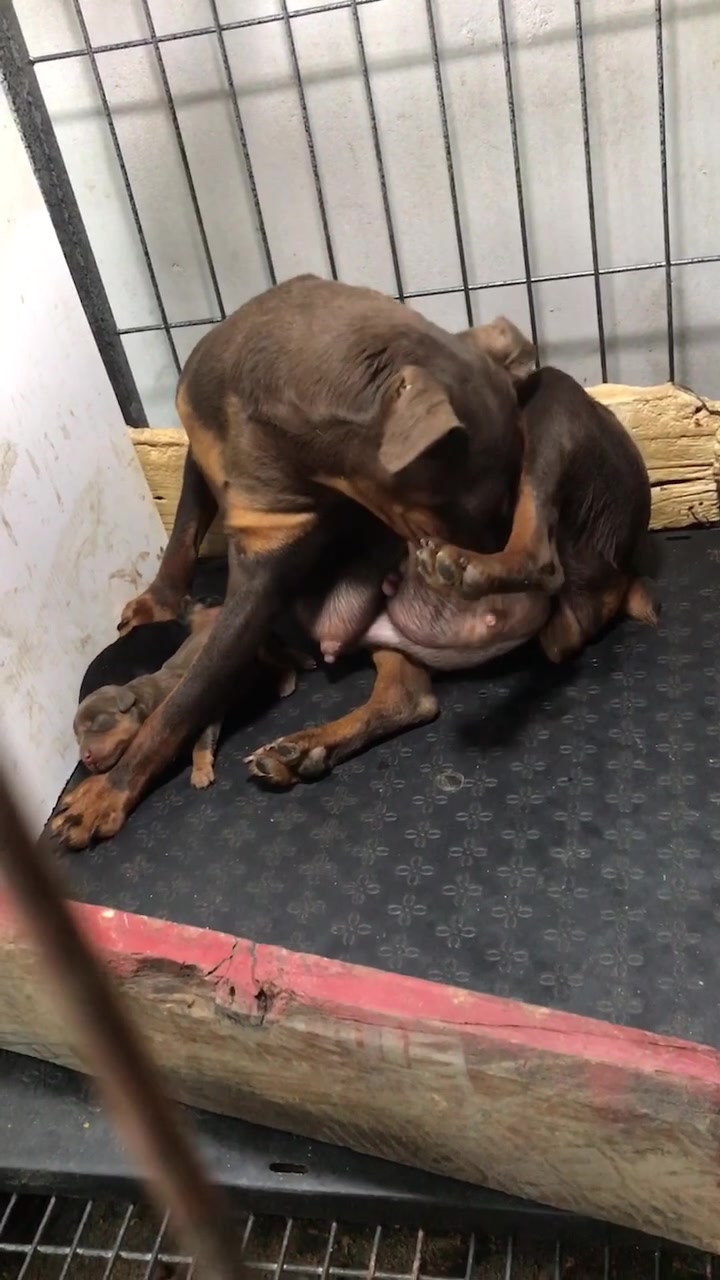二宝今天生宝宝啦、迷你杜宾犬、迷你宾莎犬、巧克力色咖啡色