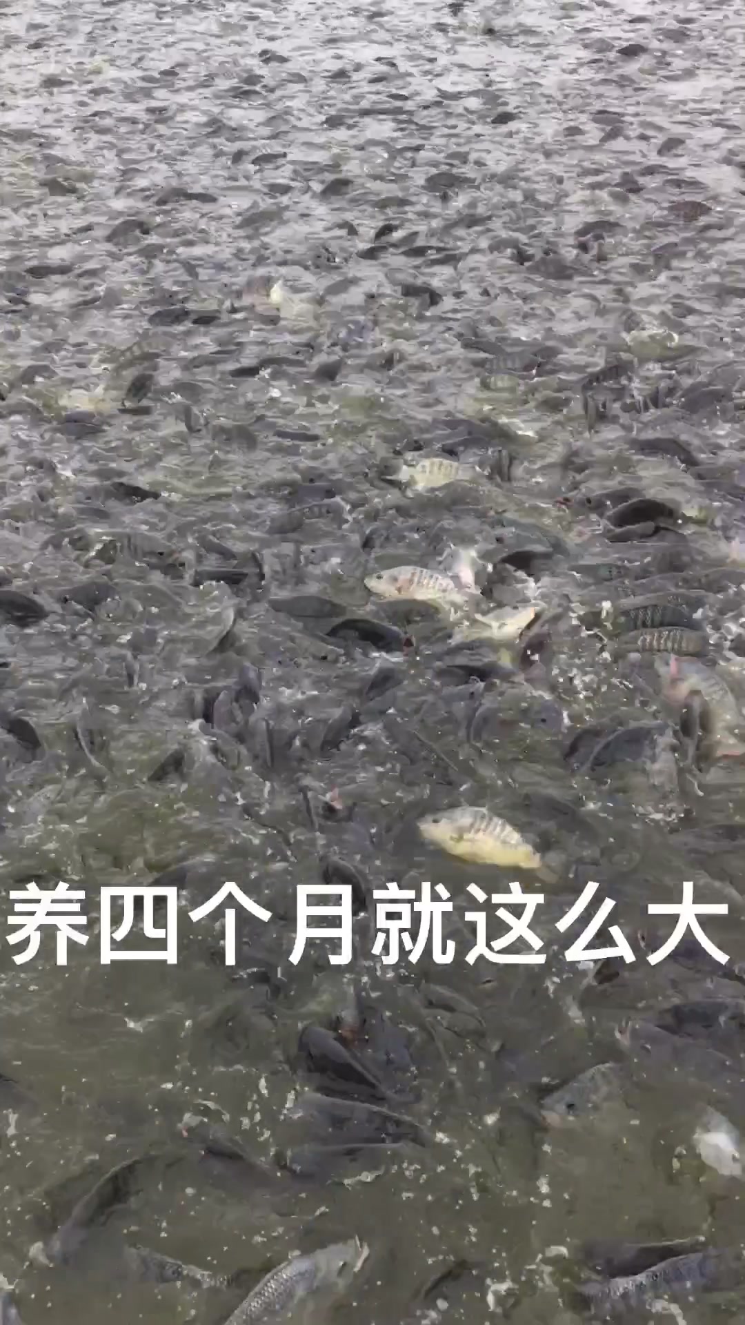 广特超罗非鱼品种