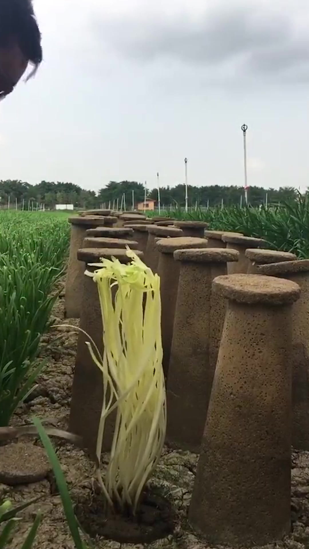 看看韭菜和韭黄的区别,你知道吗?只是生活环境不同!