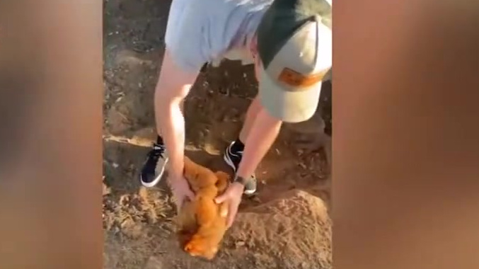 【笑惨了!美国一男子展现哄鸡睡觉绝技:几秒入睡】近日,来自美国路易斯安那州的布里安娜·多布