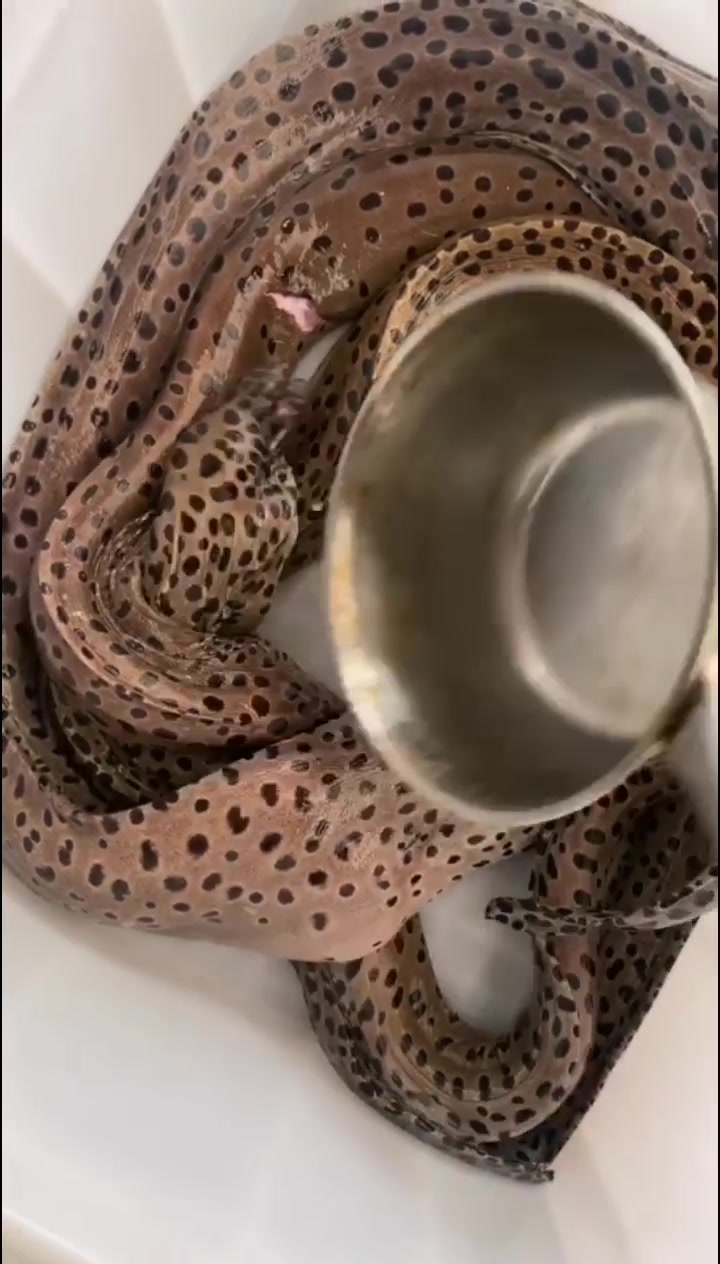 野生石鳗鱼,金钱鳗鱼,虎鳗鱼,切块炖汤,滋养温补,东山岛海鲜