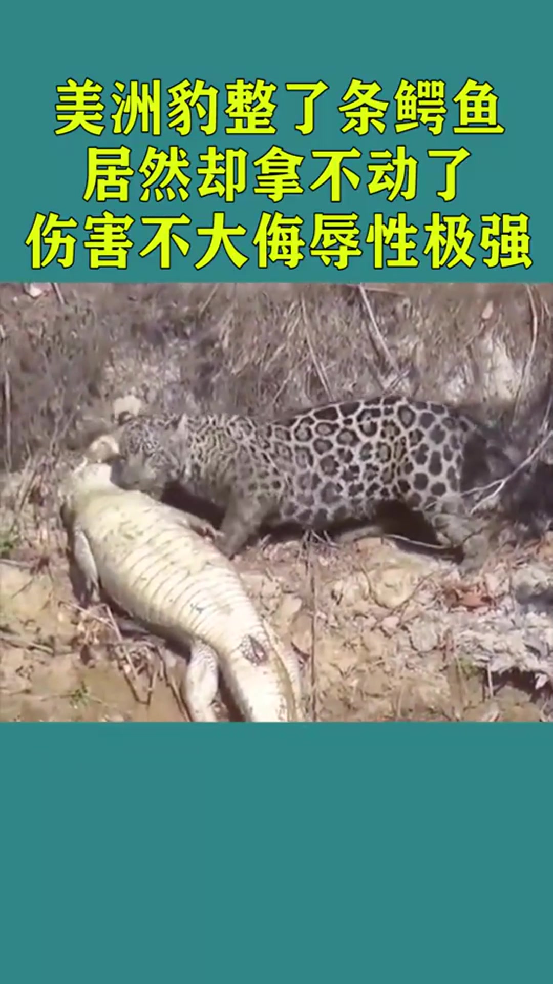 美洲豹整了条鳄鱼,居然却拿不动了,伤害不大侮辱性极强!