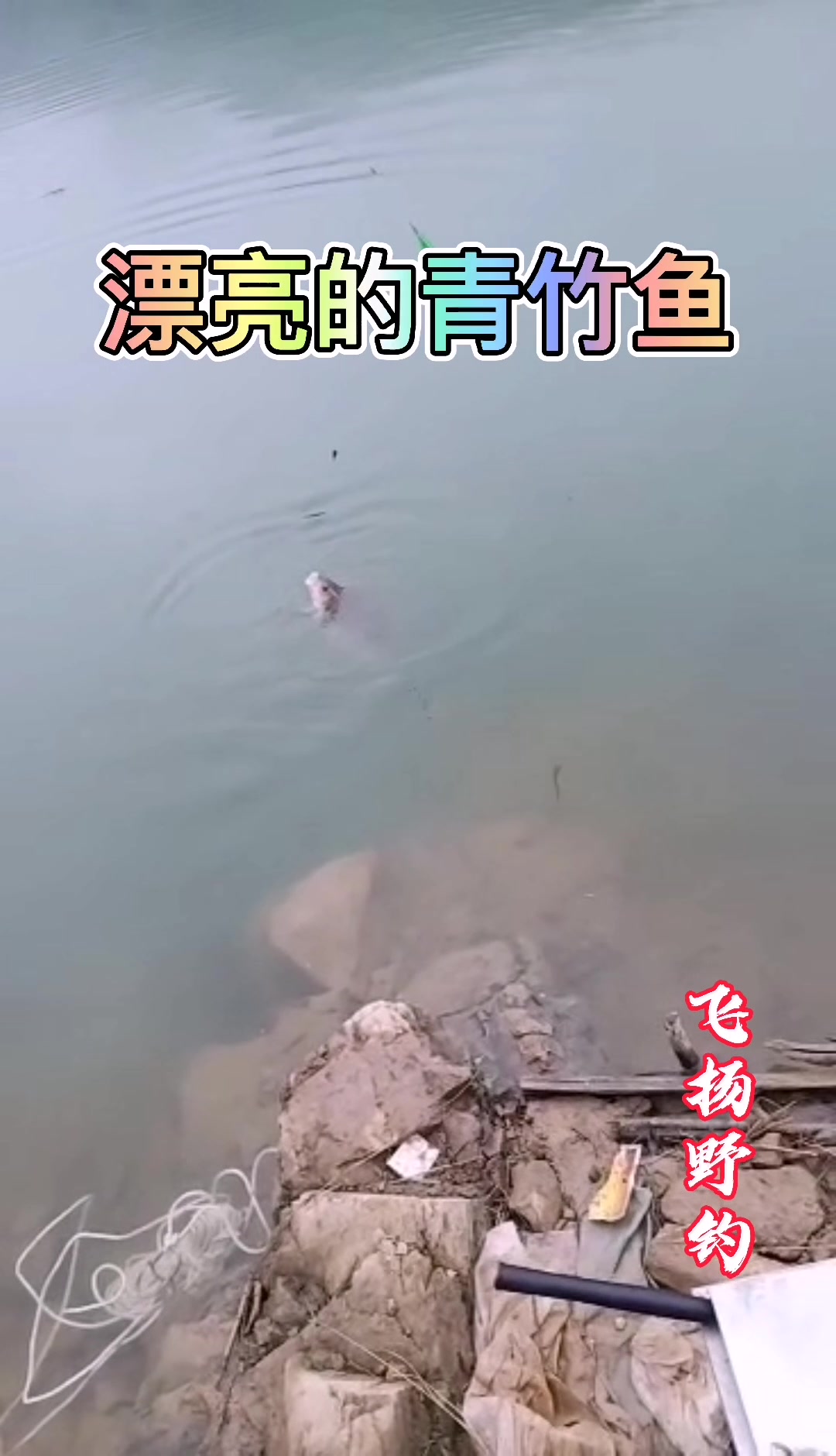 野钓:这么大的野生青竹鱼,怎么钓得?矶竿滑漂显威力啊
