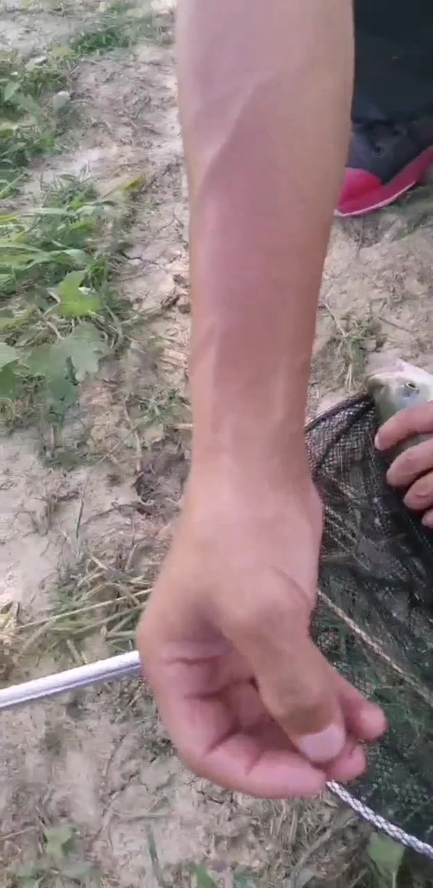 纯野生草鱼!看看颜色!