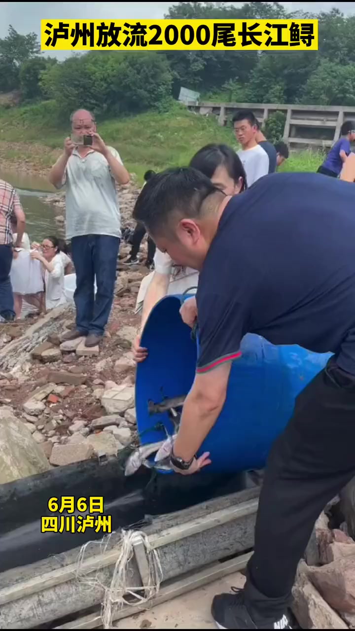 泸州放流2000尾长江鲟,这些“牢底坐穿鱼”碰不得!