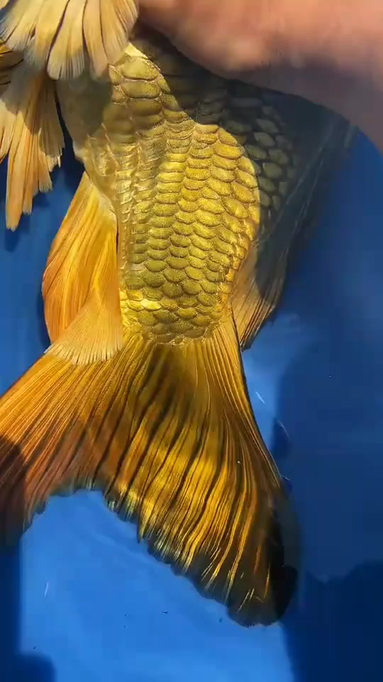 这就是传说中的火焰尾熊猫蝴蝶鲤吧?