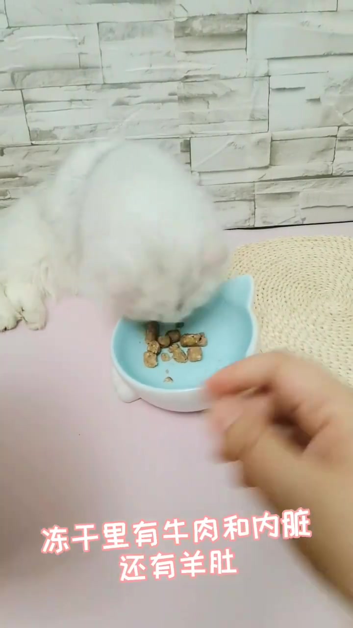 让猫咪长肉的好物~来自新西兰的NRG+冻干 家里毛孩子正是长身体的时候,想要它们都胖乎乎的