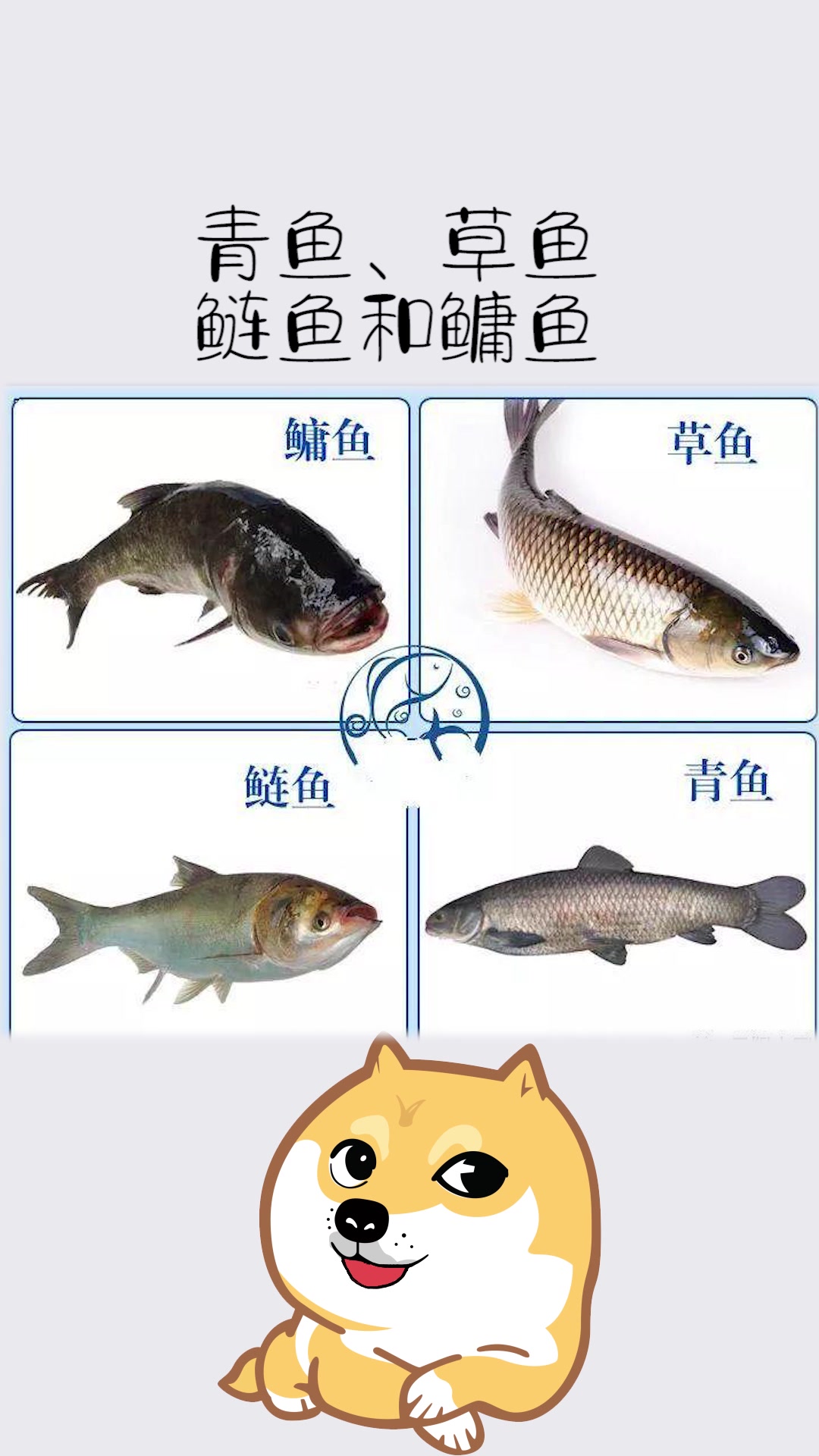 民间的“四大家鱼”是什么