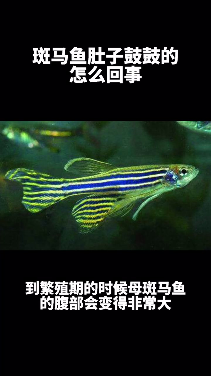 斑马鱼肚子鼓鼓的怎么回事