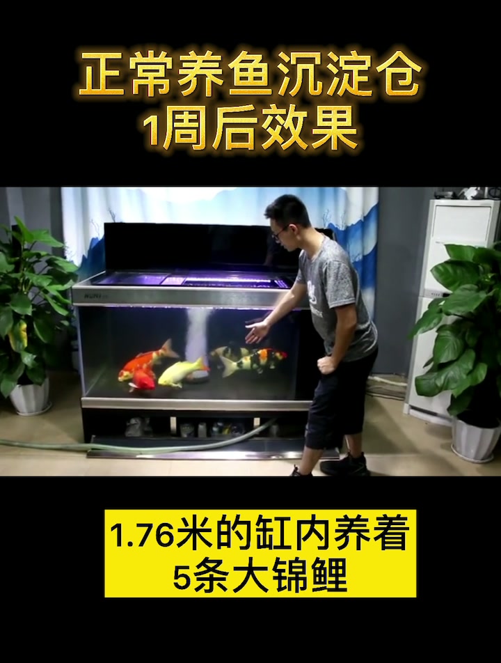 锦鲤鱼缸过滤效果