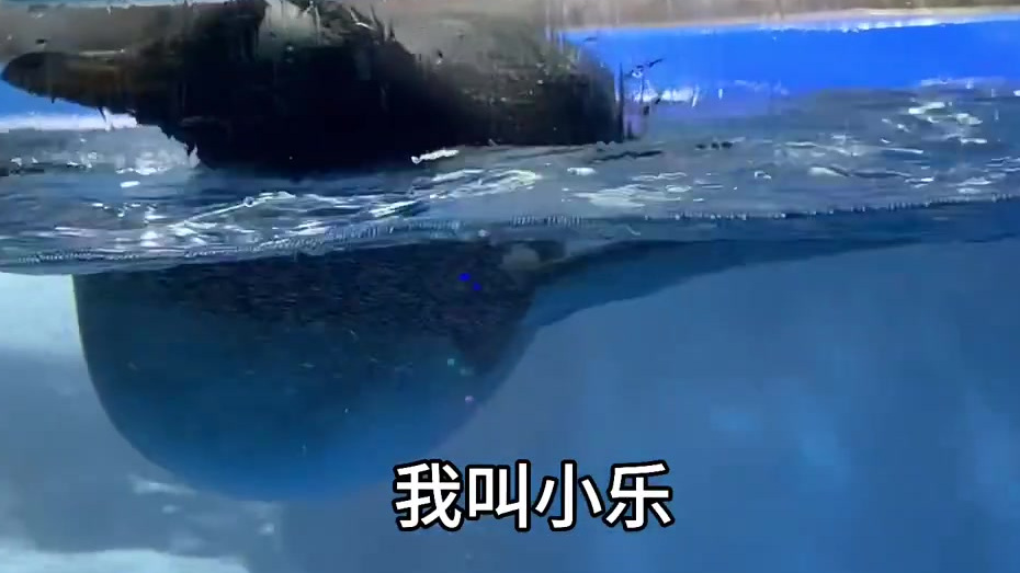 #晚安#【南京迎来4只巴布亚企鹅,一起来看看这些小可爱吧】近日,经检疫合格,4只巴布亚企鹅