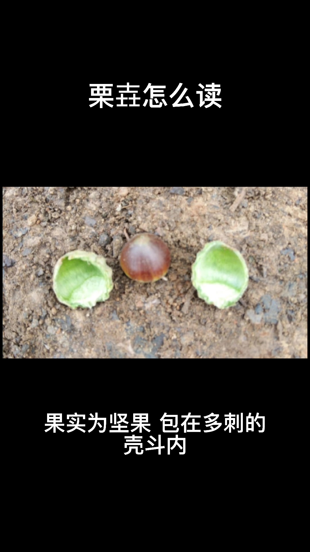 栗怎么读你知道吗