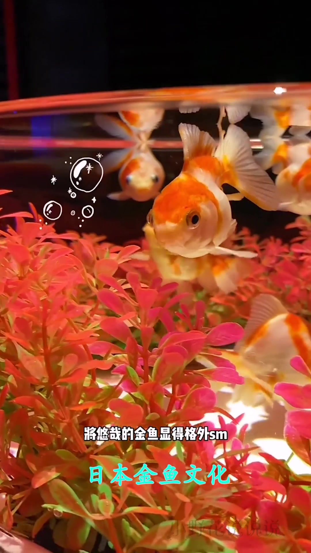 日本的“金鱼”文化,眼前这一幕,真的超乎我的想象