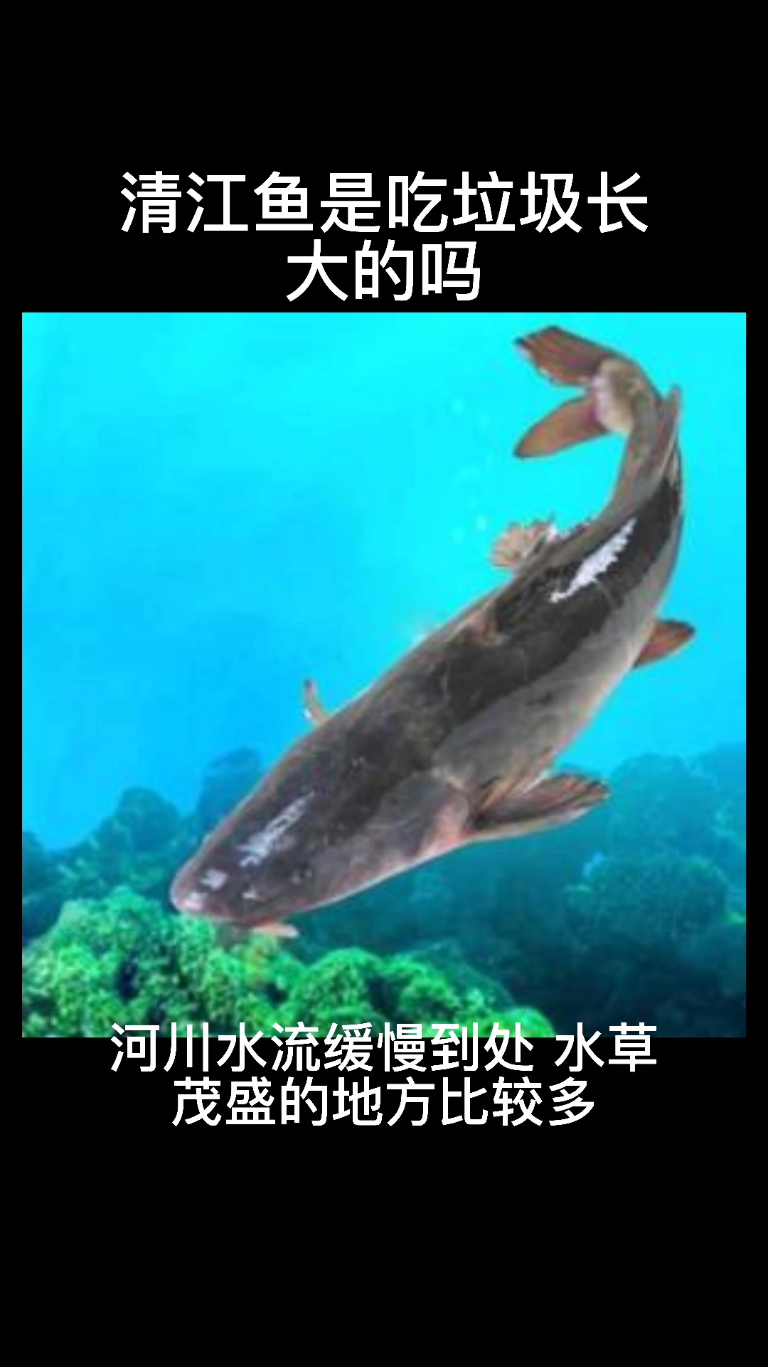 清江鱼是吃垃圾长大的吗
