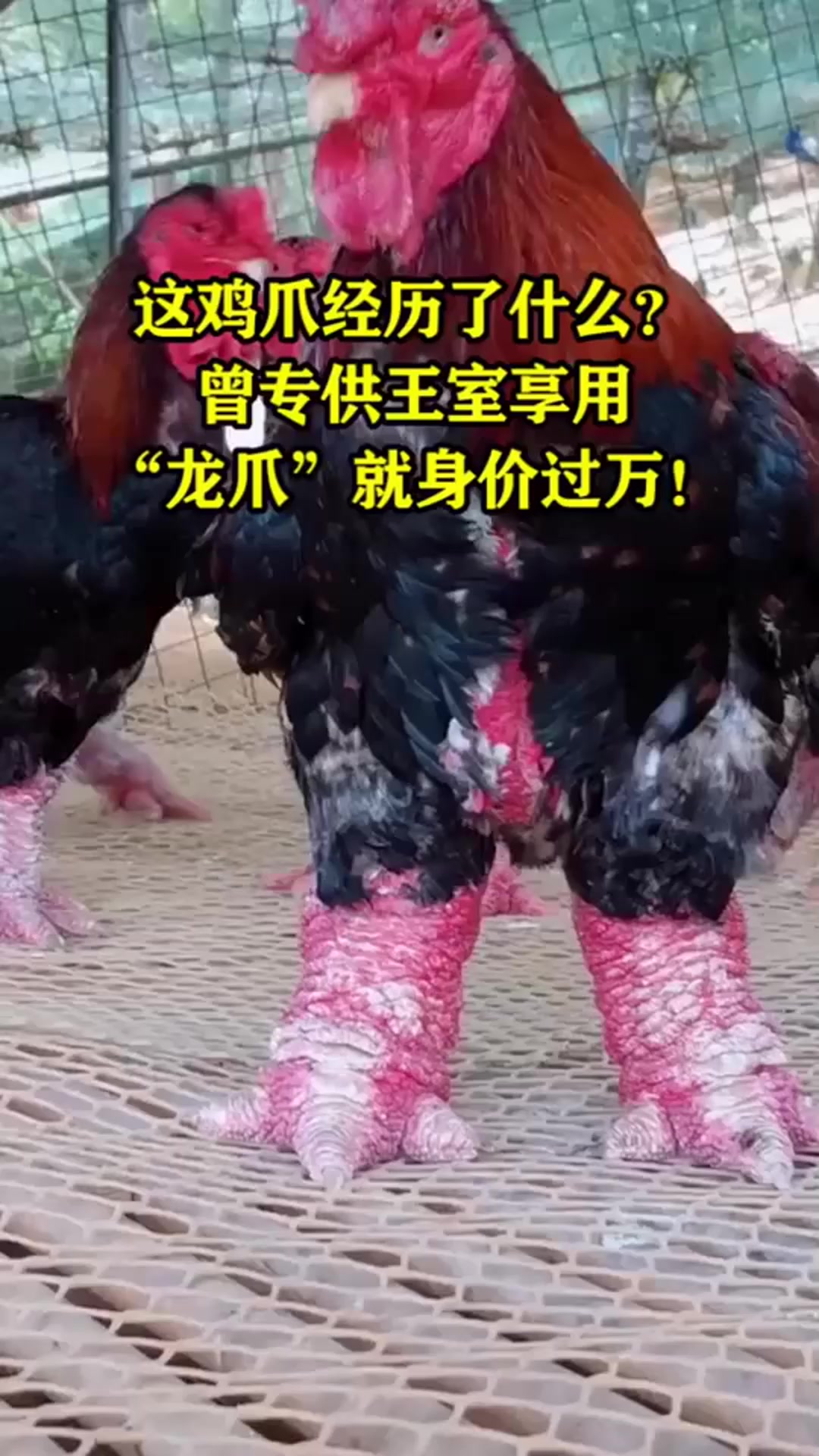 这鸡爪经历了什么,曾专供王室享用,“龙爪”就身价过万