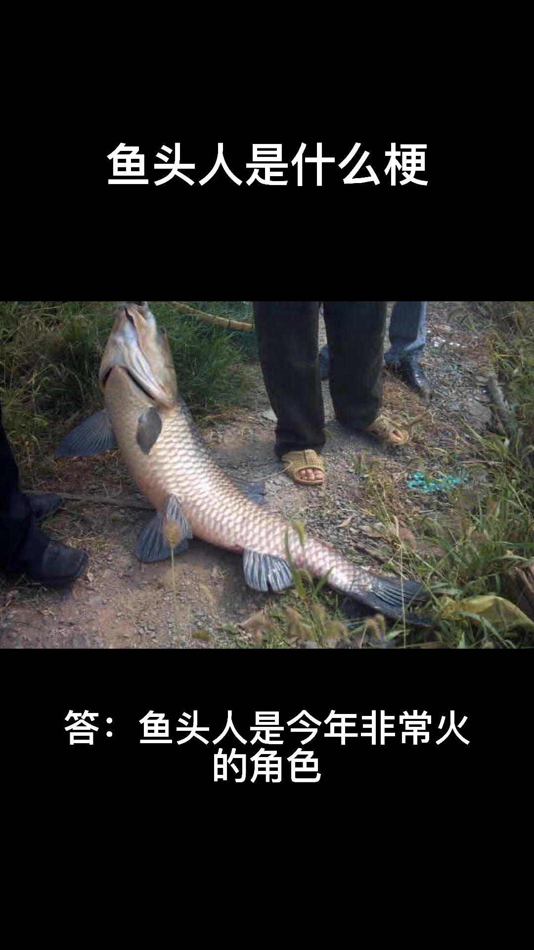 鱼头人是什么梗?