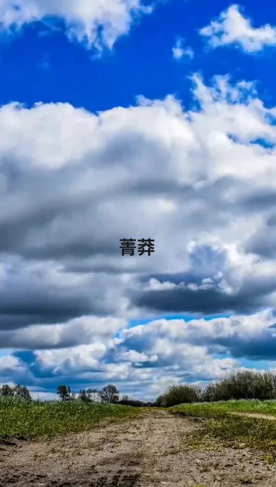 小虾作者青莽简介