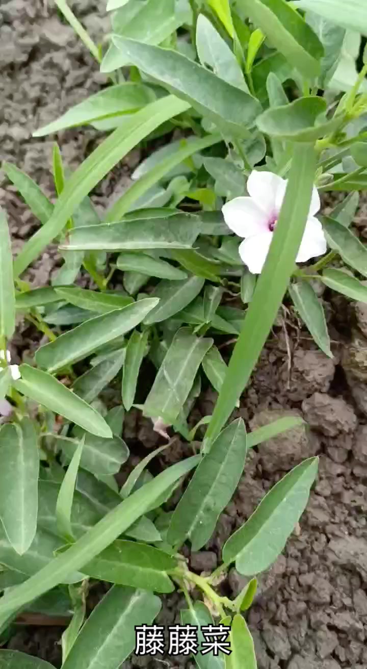 活了几十岁,有没有跟我一样的,第一次看到藤藤菜开花