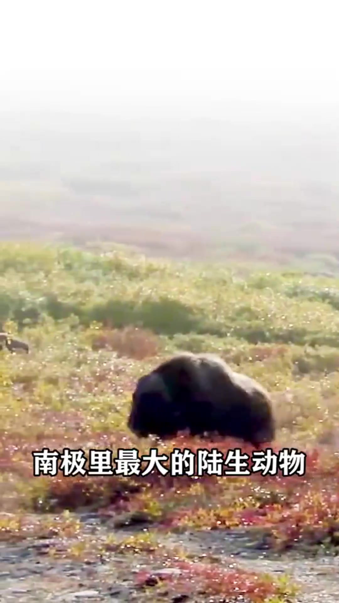 南极最大的陆生动物不是企鹅,而是“南极洲的大象”,你见过吗?