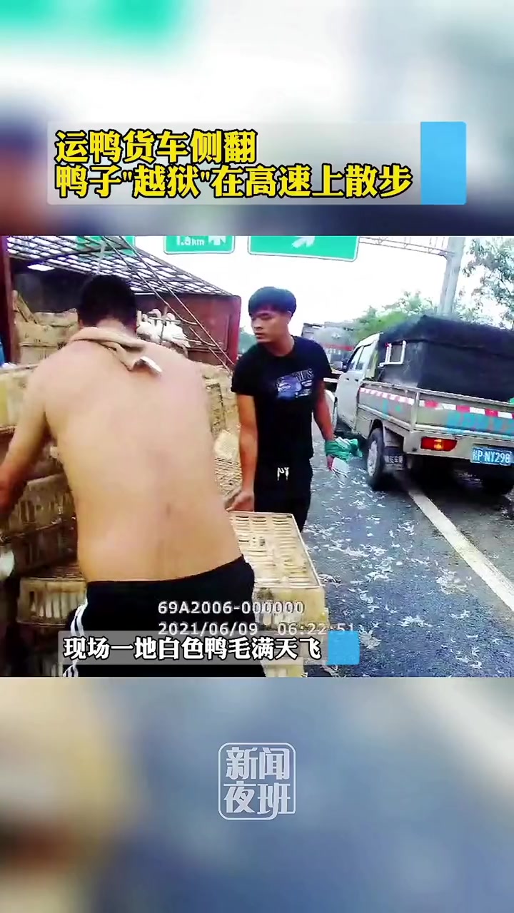 运鸭货车在高速公路上翻车,鸭子在高速上散步。广西