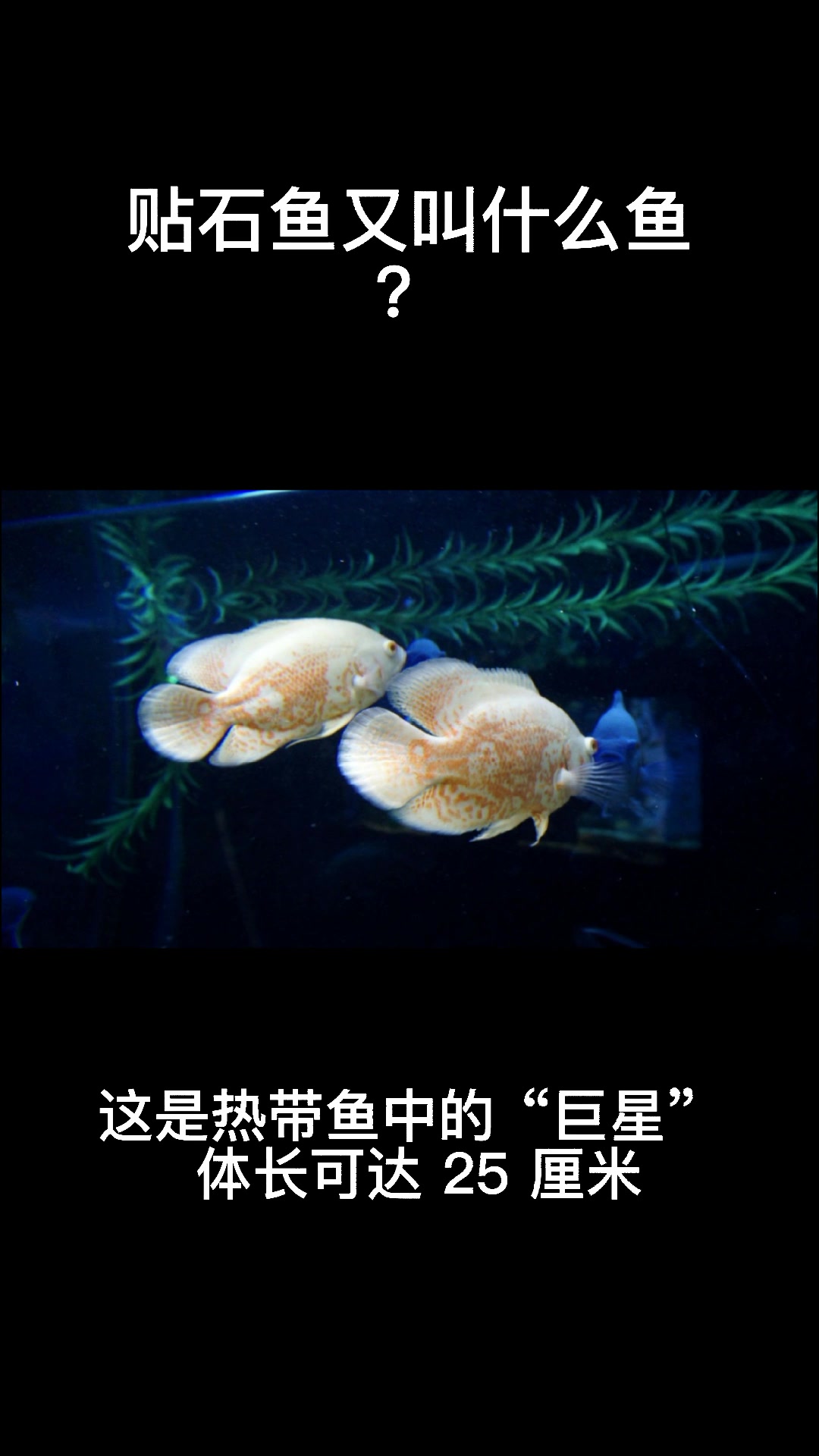 贴石鱼又叫什么鱼?