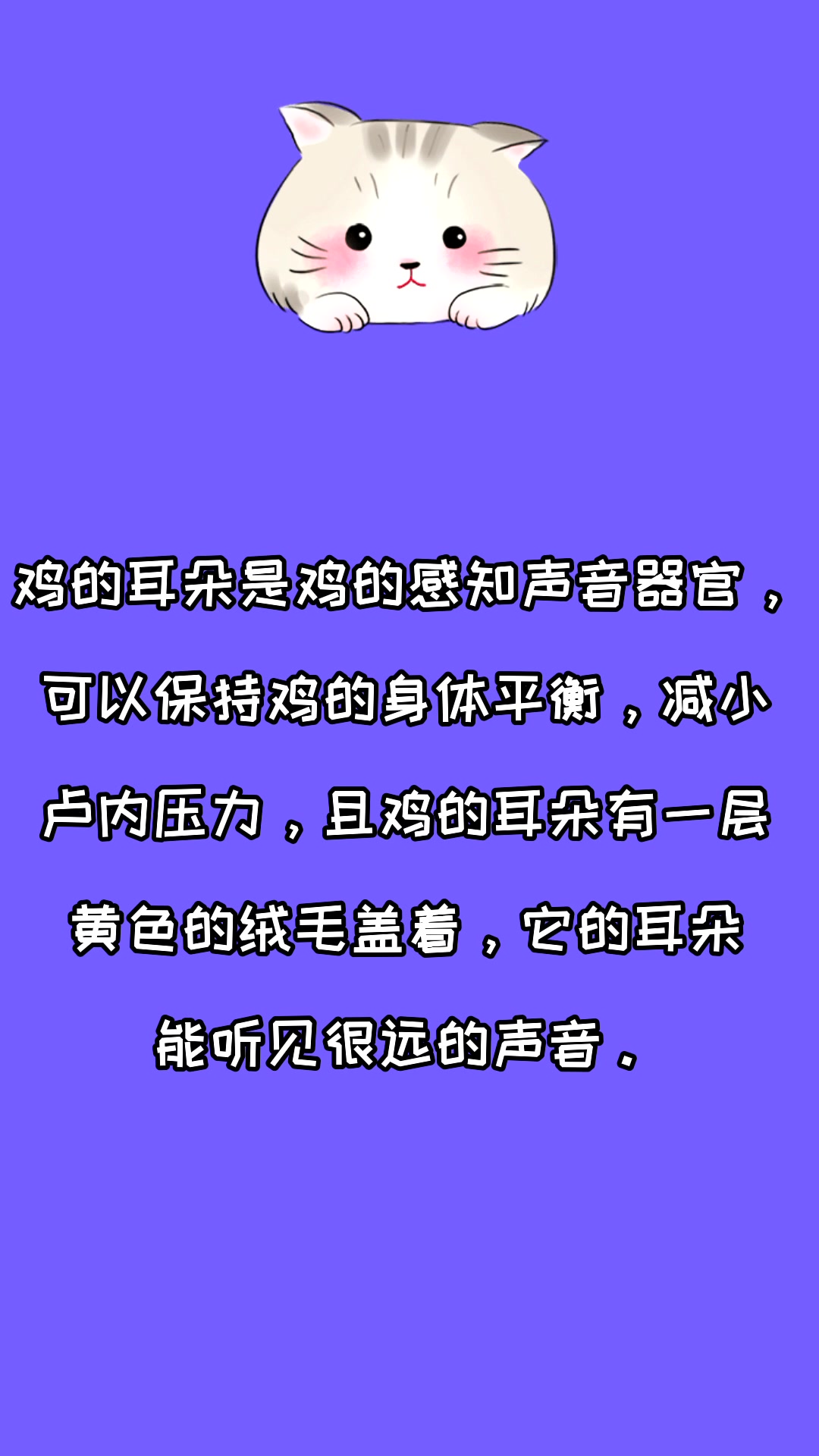 鸡的耳朵有什么作用?看看就知道了