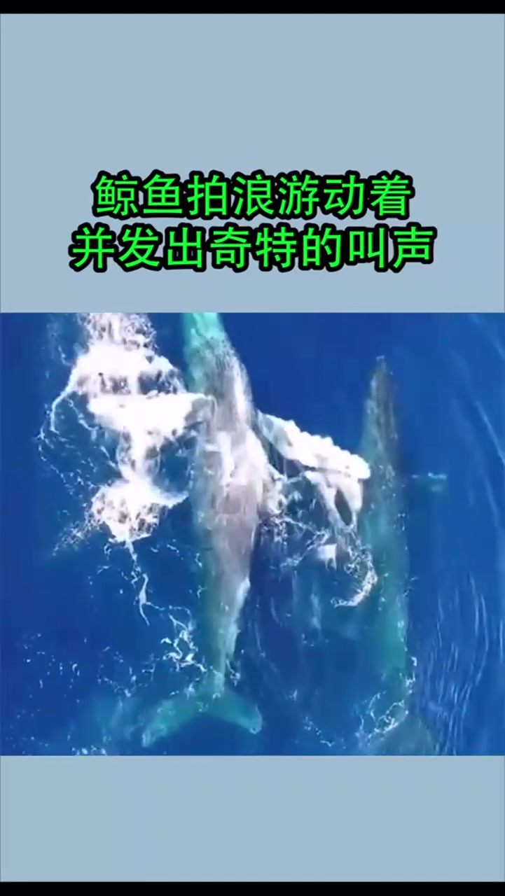 鲸鱼拍浪游动着,并发出奇特的叫声