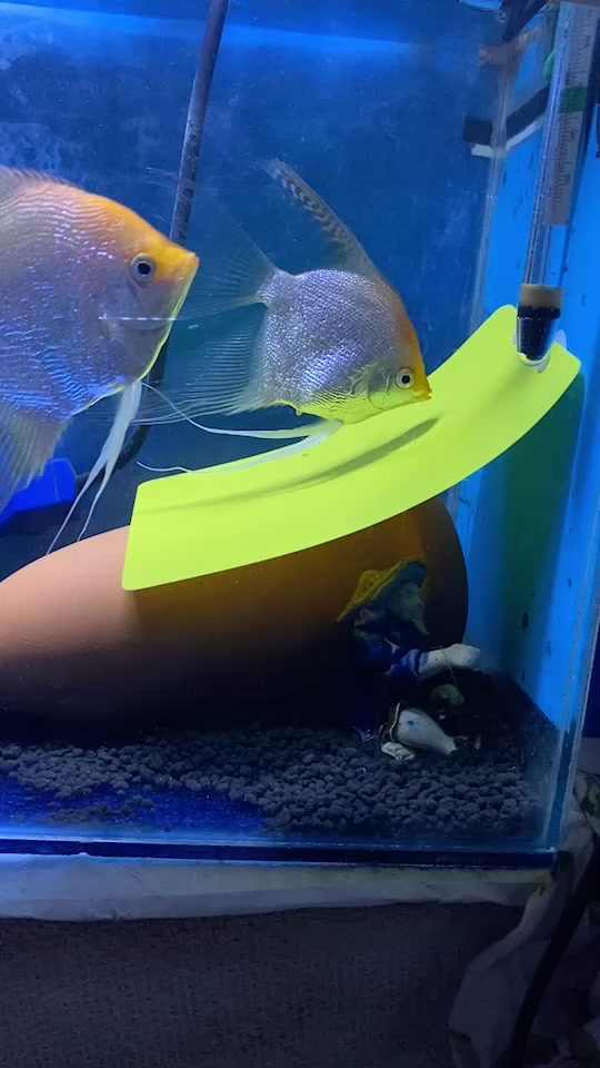 神仙鱼繁殖记录(一)