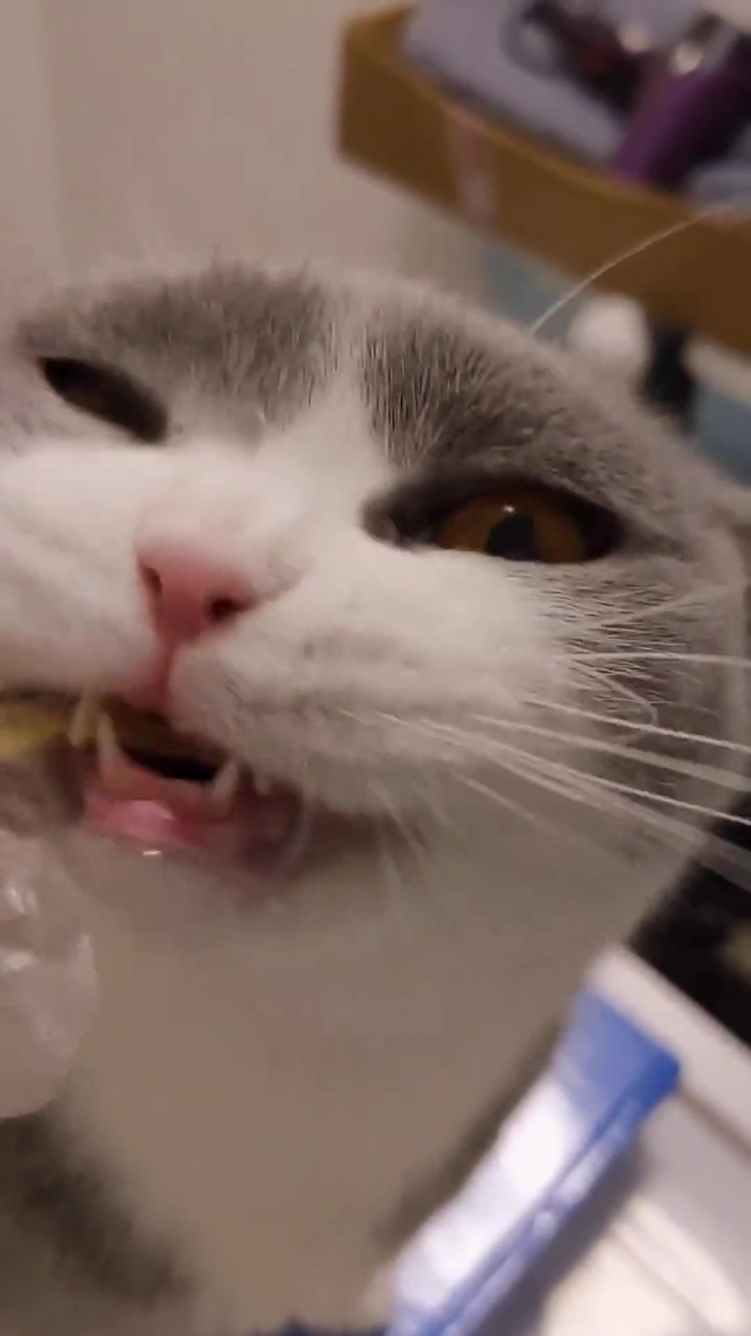 这小猫吃的真香,小鱼饼干太有吸引力了,太可爱了!