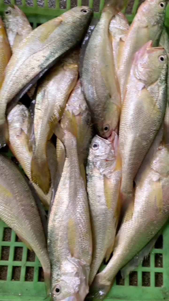 野生黄花鱼3-5两规格|东山岛海鲜