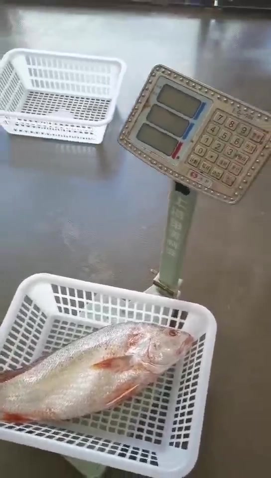 野生白花鱼,清蒸肉质非常细嫩,刺非常的少,东山岛海鲜