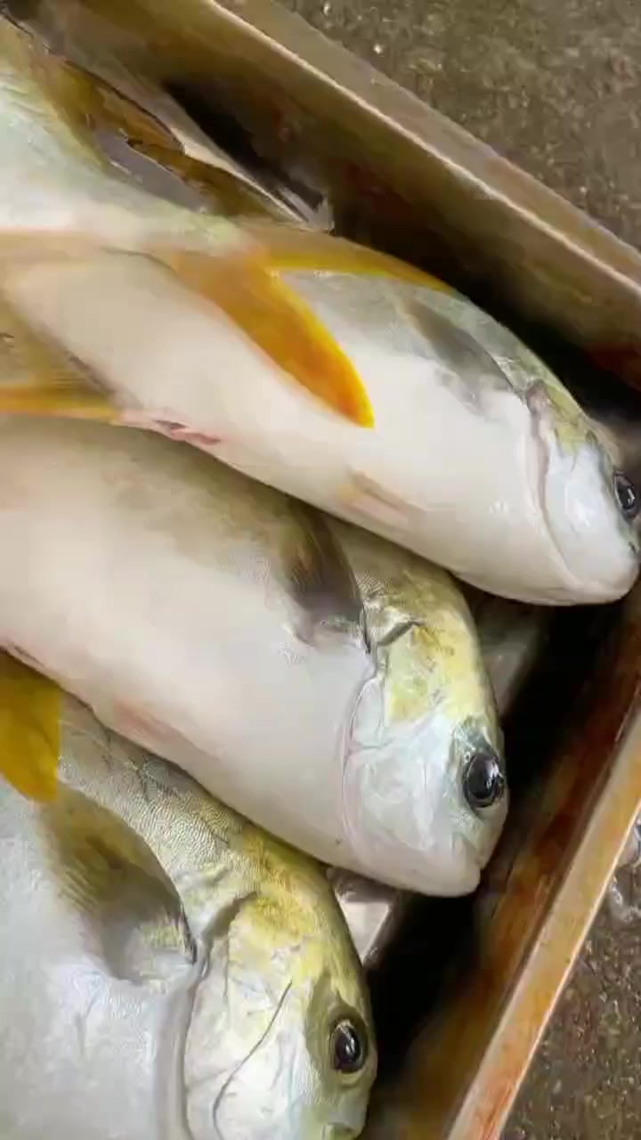 海钓燕尾金鲳,鲳鱼科中经济实惠一款鱼皮胶质丰富,东山岛海鲜