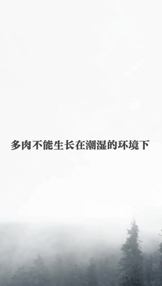 多肉红梅叶片上有黑斑怎么办
