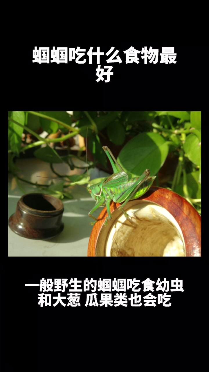 蝈蝈吃什么食物最好