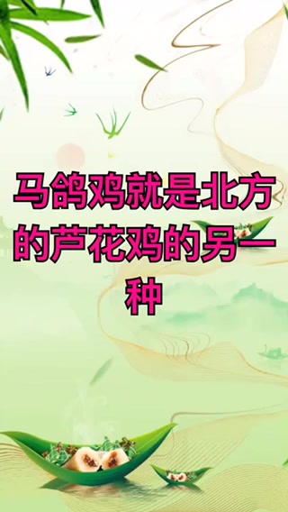 马鸽鸡是什么意思