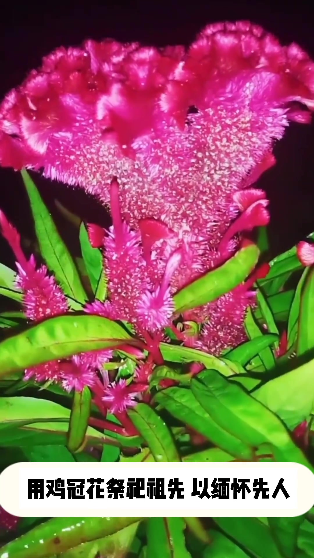 花中之禽:鸡冠花的资料介绍