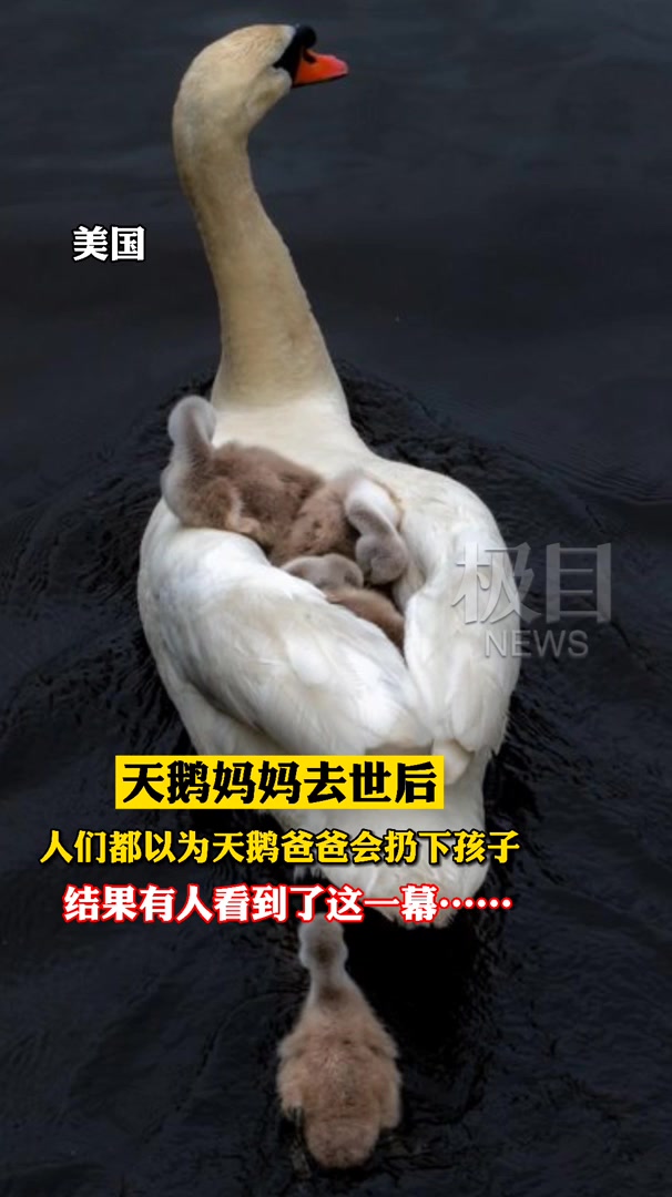 「视频」天鹅妈妈突然死去,人们都以为天鹅爸爸会扔下孩子,结果有人拍到这张照片……