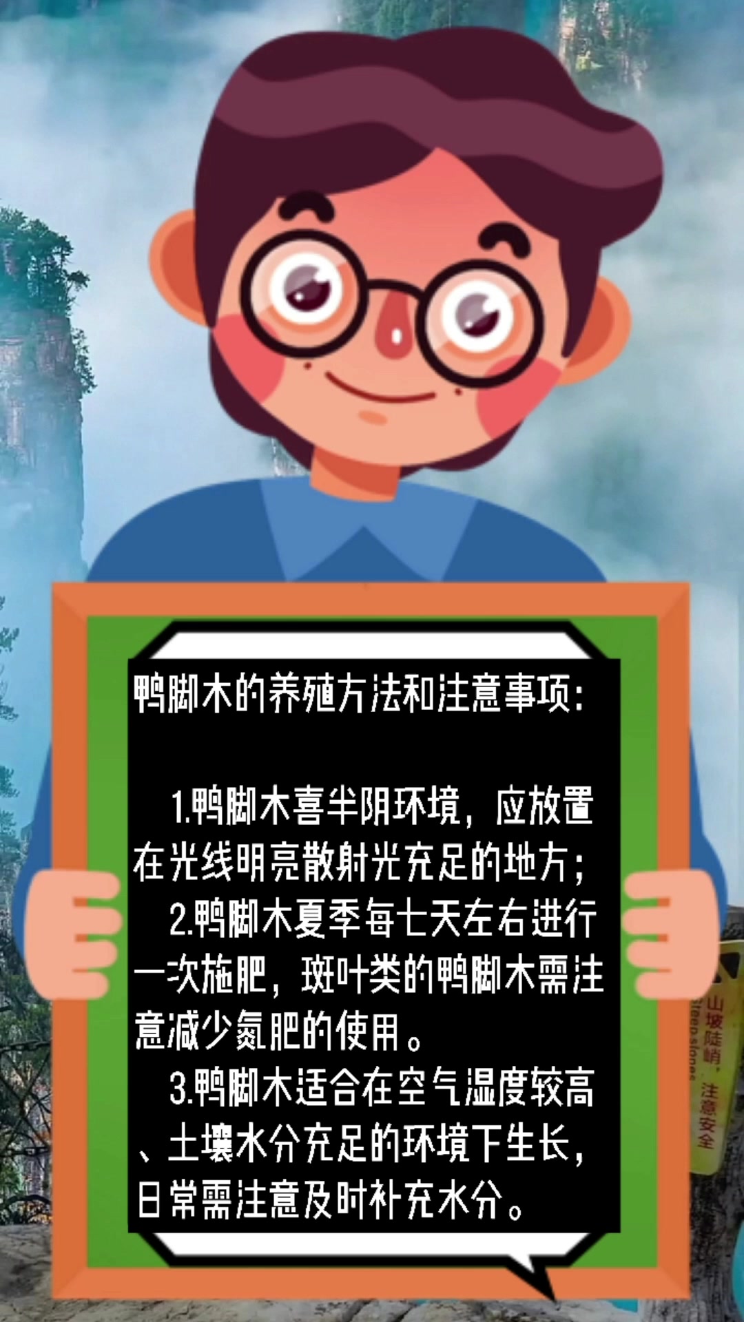 鸭脚木的养殖方法和注意事项