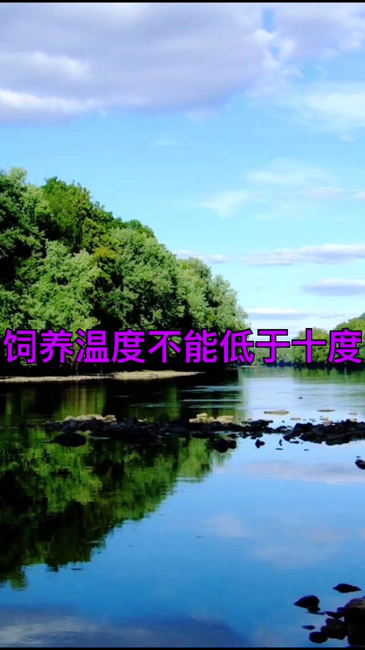 我来告诉你螃蟹吃什么食物好养活