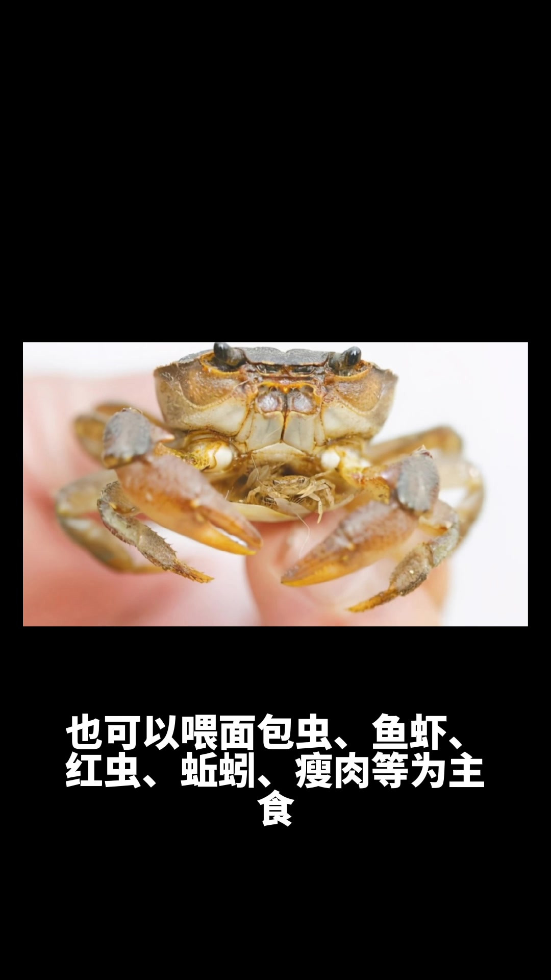 螃蟹吃什么食物好养活