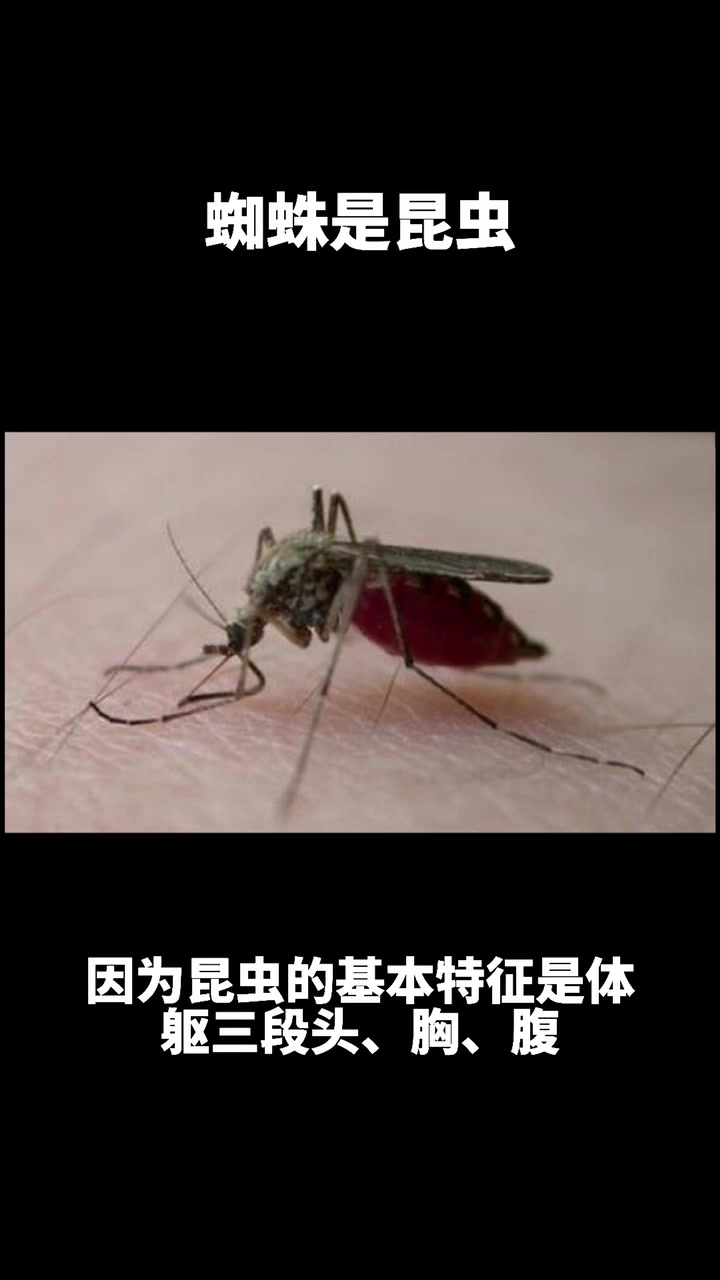 蜘蛛是不是昆虫啊