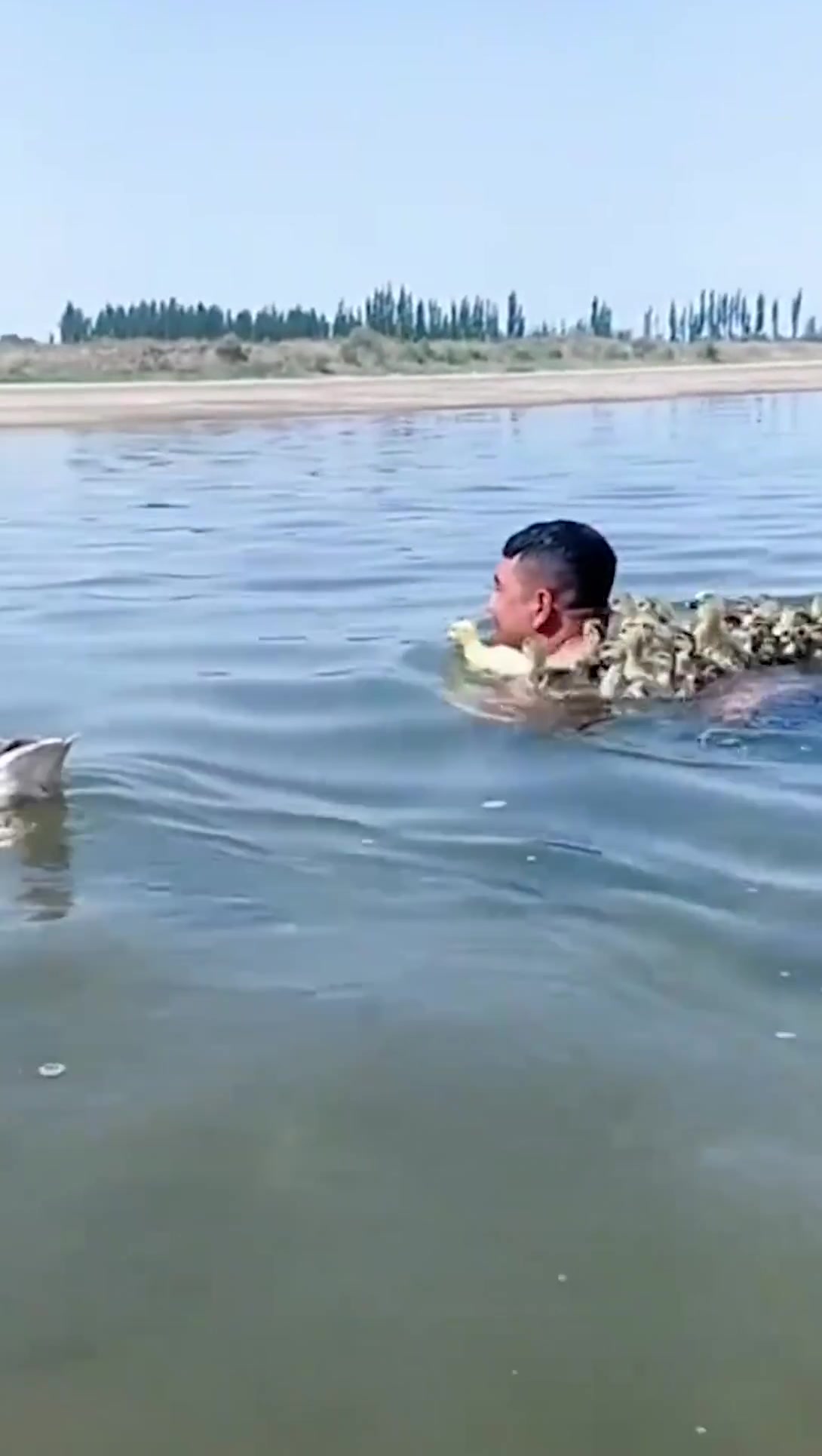 男子在河里游泳,遇小鸭子被当顺风船,网友这是找到爸爸了哈哈哈