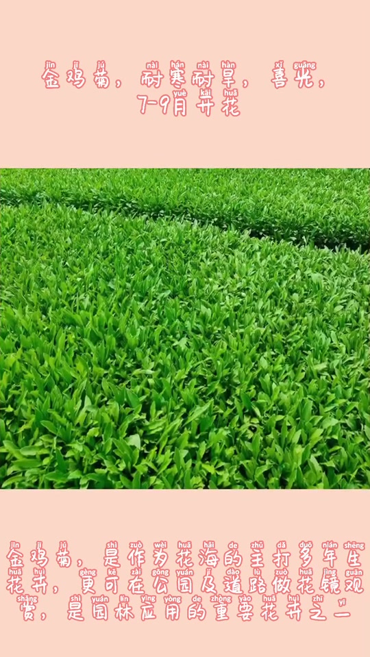 金鸡菊,金鸡菊种植基地,金鸡菊供应 金鸡菊花海 地被植物