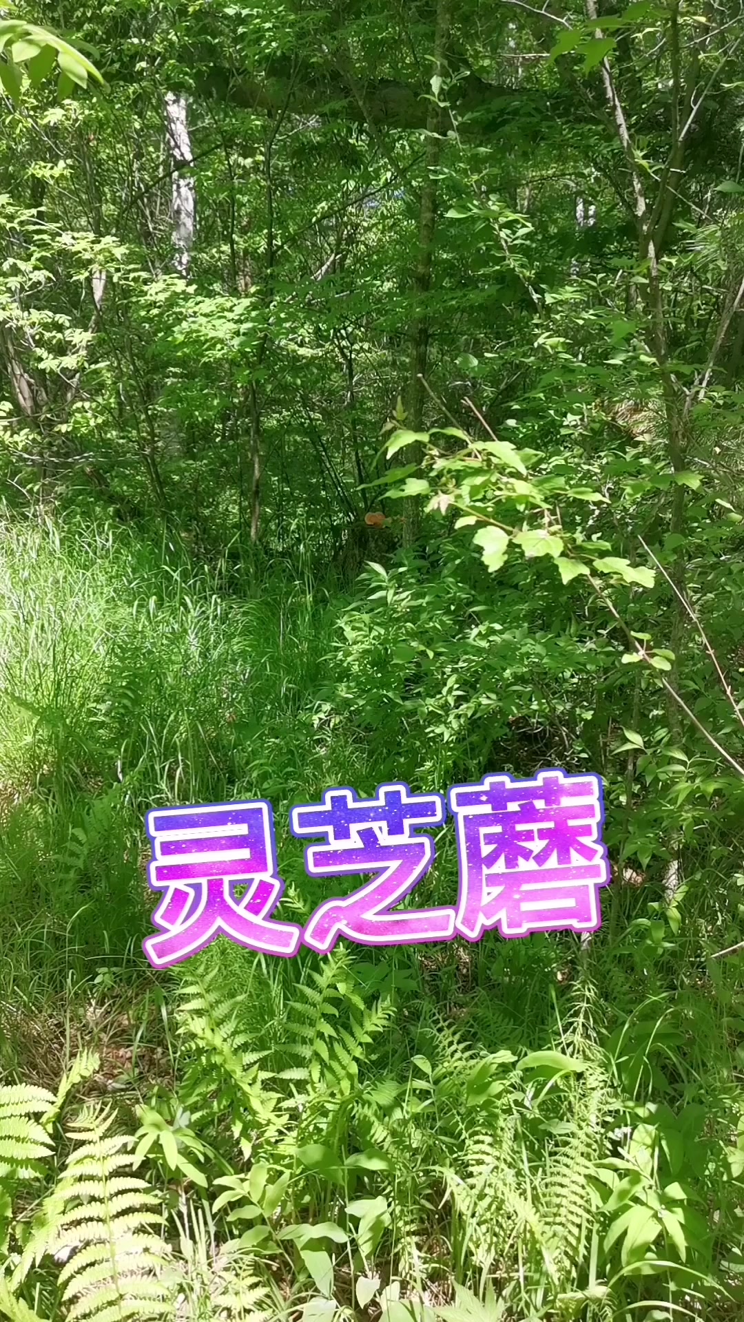 树鸡蘑又叫鸡冠蘑,学名黄芝。刚长出来很嫩慢慢长大口感会发柴