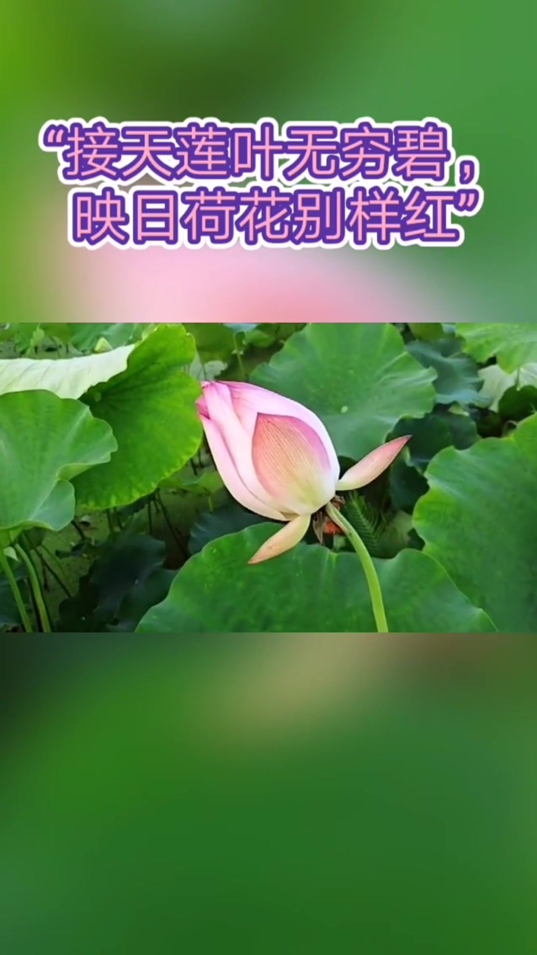 花开得非常好看的赞美诗句