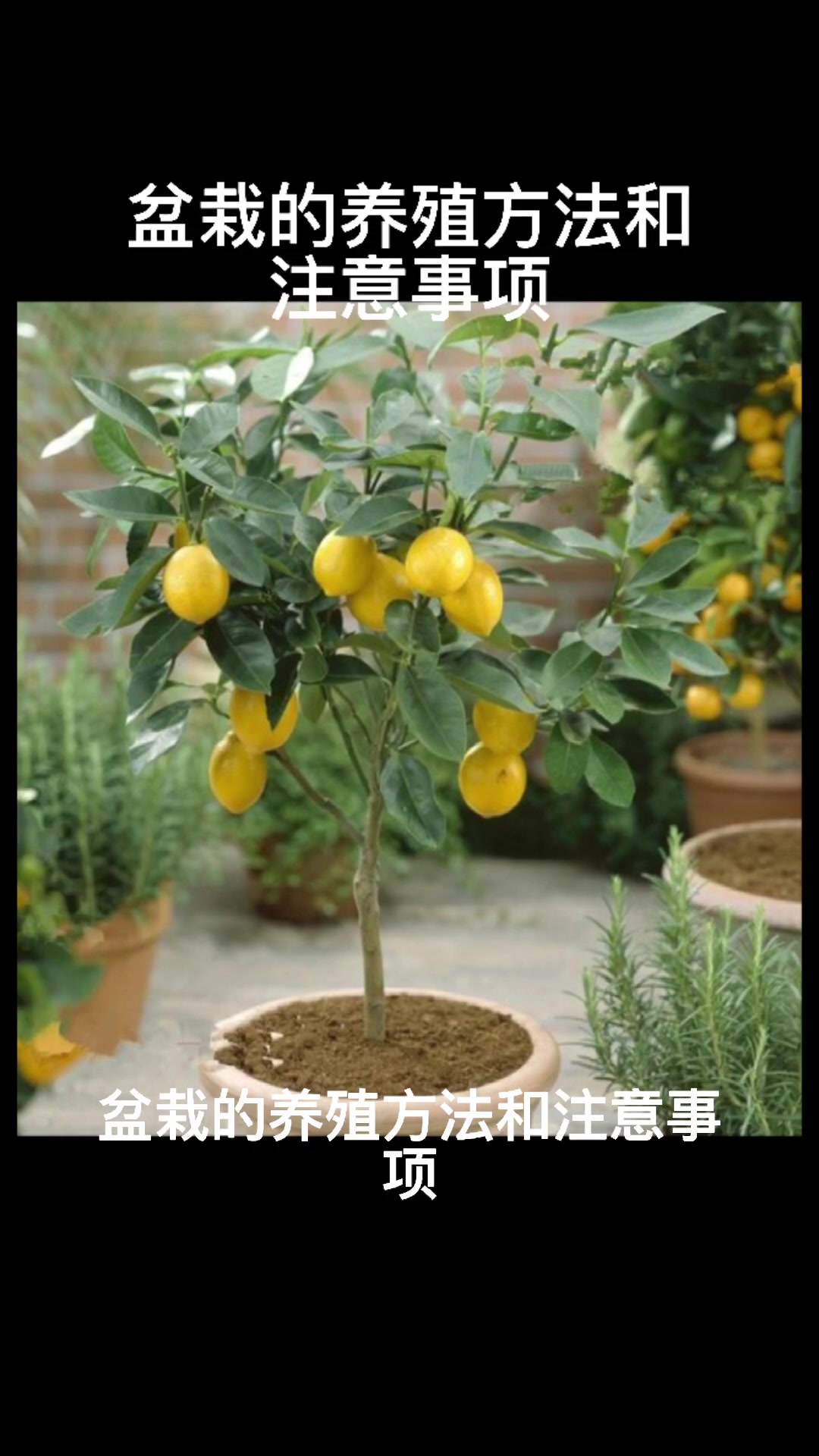 盆栽的养殖方法和注意事项