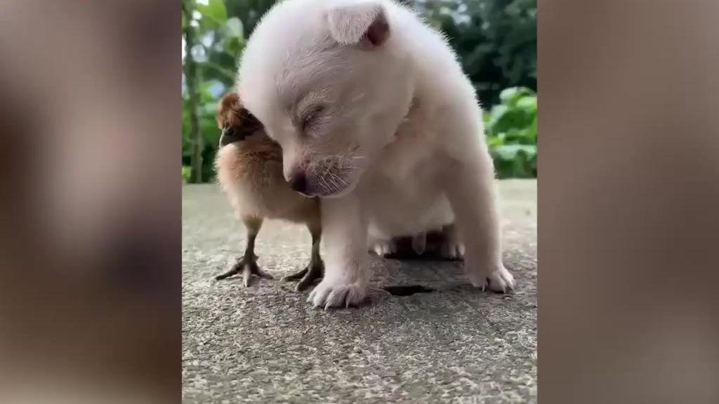 【狗子依偎着小鸡不停打瞌睡 网友:昨晚干啥去了】小狗该不会是通宵了吧?!白天被迫营业,差点