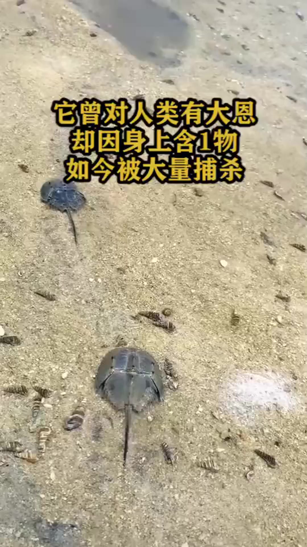 它曾对人类有大恩,却因身上含1物,如今被大量捕杀