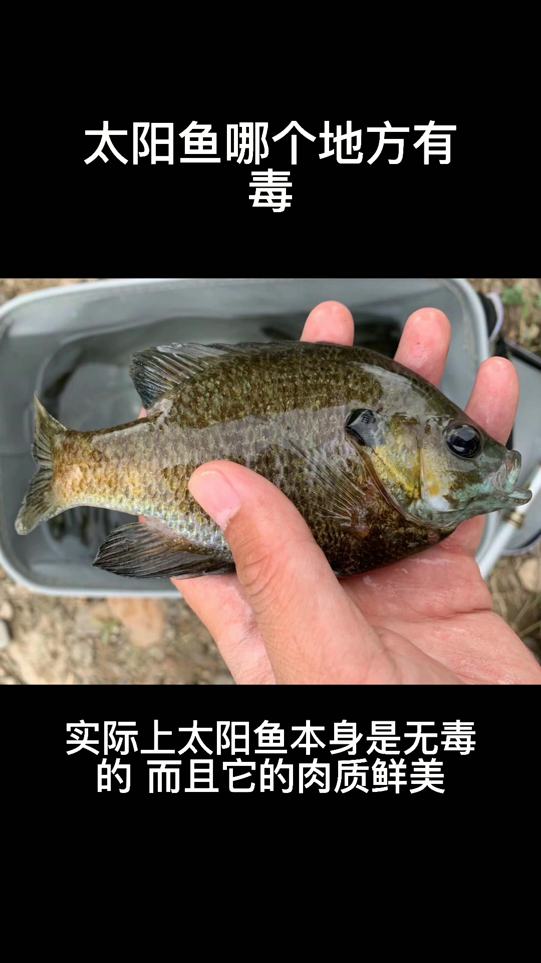 太阳鱼哪个地方有毒